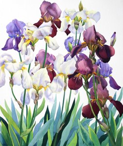 Iris blancs et violets